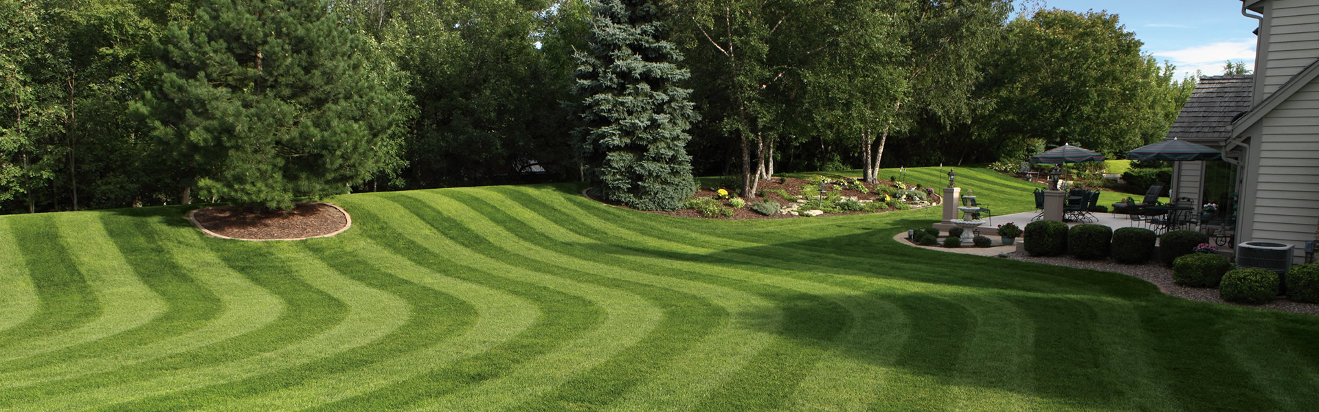 New Lawn Turf